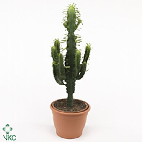 Euphorbia erythraea 'Variegata'