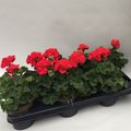 Pelargonium TOSCANA BERND