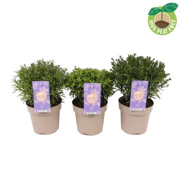 Aster MIX