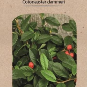 Cotoneaster dammeri