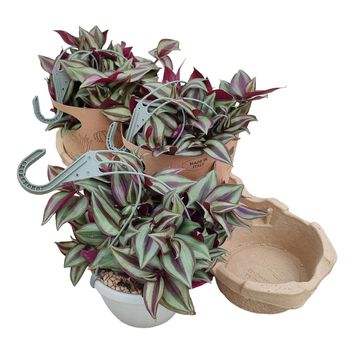 Tradescantia zebrina