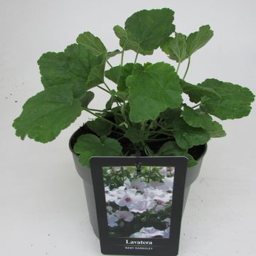 Lavatera 'Barnsley'