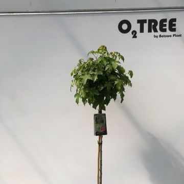 Liquidambar styraciflua 'Gum Ball'