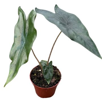 Alocasia nycteris 'Bat Wing'