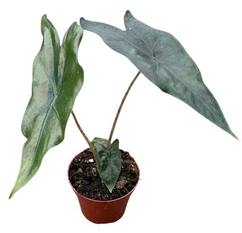 Alocasia nycteris 'Bat Wing'