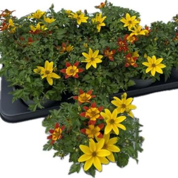 Bidens MIX IN POT