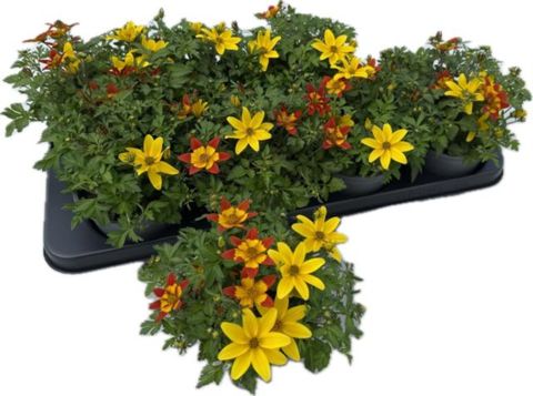 Bidens MIX IN POT