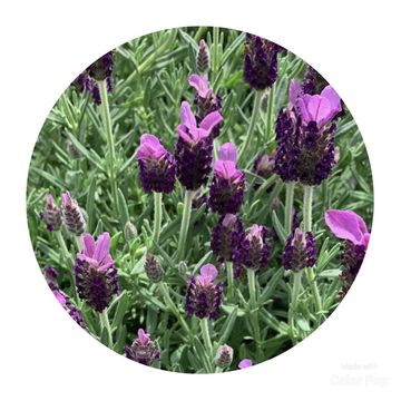 Lavandula stoechas 'Toscane'
