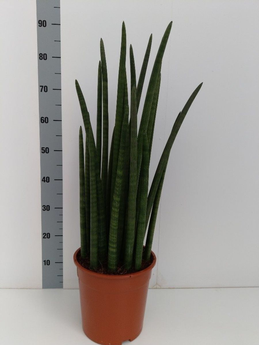 Sansevieria Cylindrica Wave — Plantegrossist Floraccess 