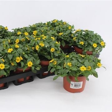 Sanvitalia procumbens