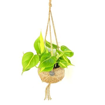 Scindapsus pictus 'Silvery Ann'
