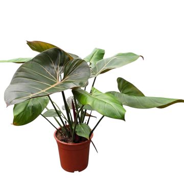 Filodendro 'Summer Glory'