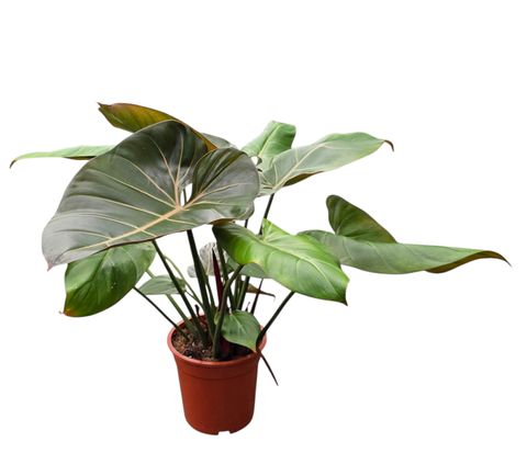 Philodendron 'Summer Glory'