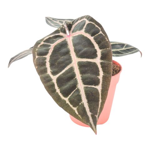Anthurium 'DocBlock Michelle®'10' X Minerva® '20'