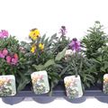 Erysimum linifolium MIX