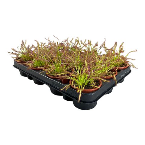 Drosera capensis