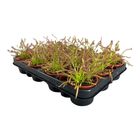 Drosera capensis