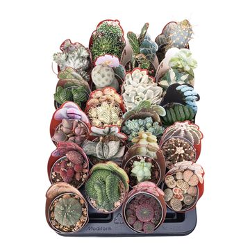 Cactus / Succulents MIX