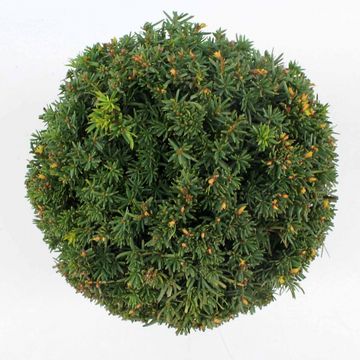 Taxus x media 'Farmen'