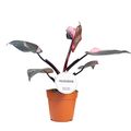 Philodendron 'Pink Princess'