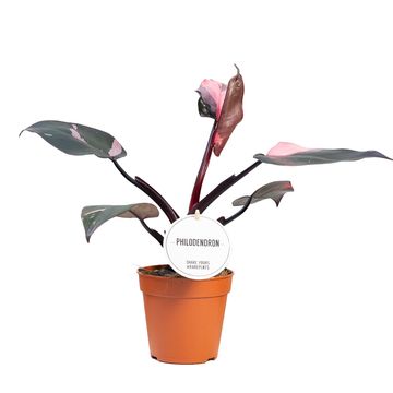 Philodendron 'Burgundy Princess'