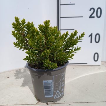 Hebe vernicosa