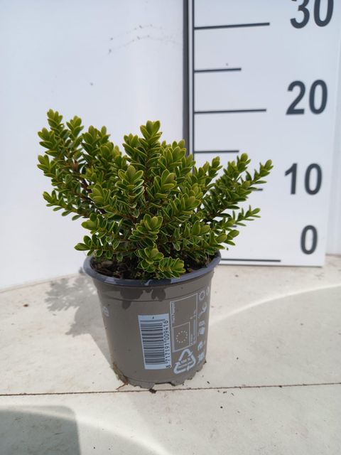 Hebe vernicosa