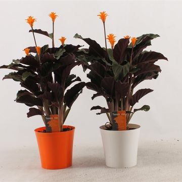 Calathea crocata 'Tassmania'