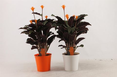 Calathea crocata 'Tassmania'