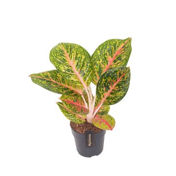 Aglaonema 'Spring Red'