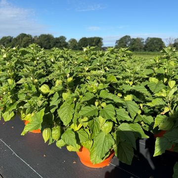 Physalis alkekengi franchetii
