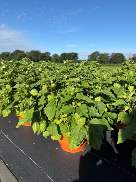 Physalis alkekengi franchetii
