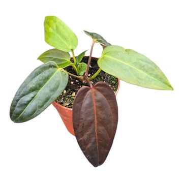 Anthurium DocBlock Anthurium Dark & Handsome® '9' X Dark & Handsome® '9'