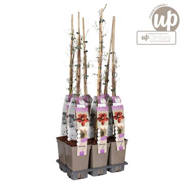 Clematis 'Vitiwester'