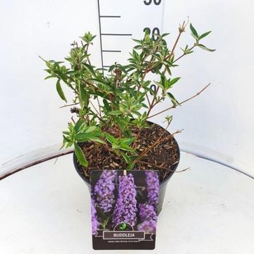 Buddleja FREE PETITE TUTTI FRUITTI