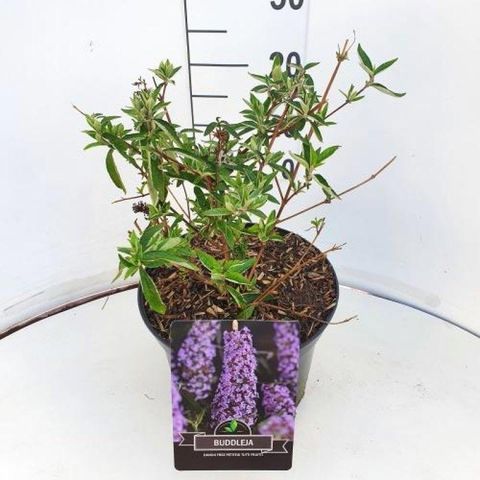 Buddleja FREE PETITE TUTTI FRUITTI