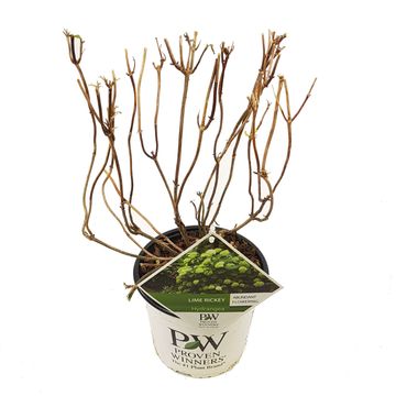 Hydrangea arborescens LIME RICKEY