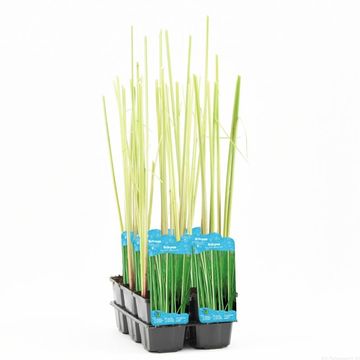 Scirpus lacustris 'Albescens'