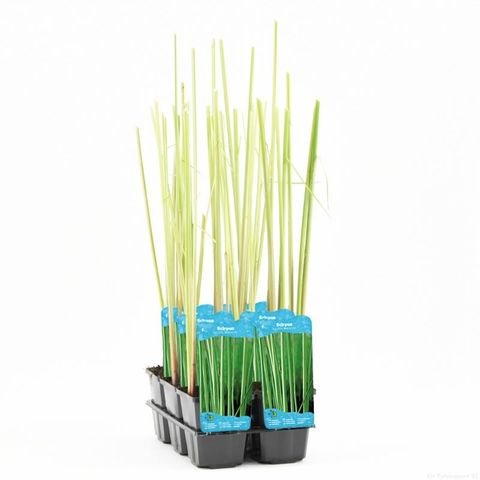 Scirpus lacustris 'Albescens'