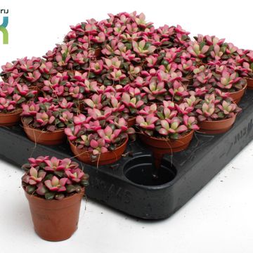 Anacampseros rufescens 'Sunrise'