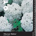 Viburnum 'Eskimo'