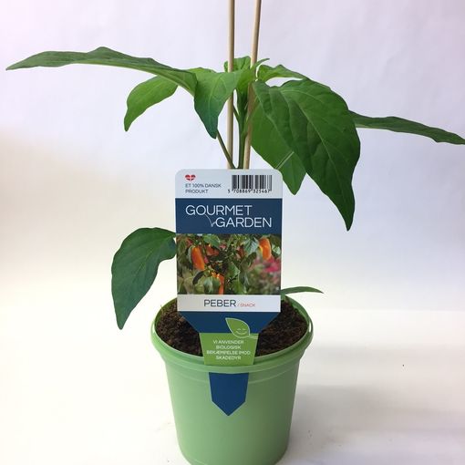 Capsicum annuum SNACK PEPPER RED