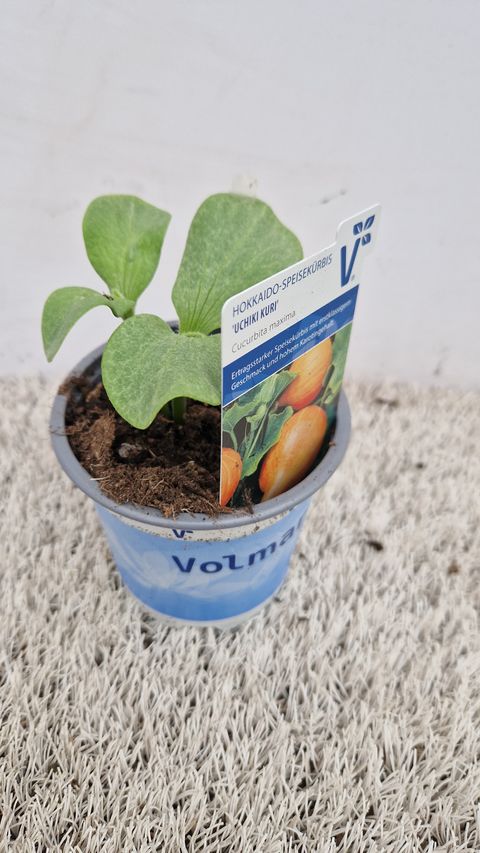 Cucurbita maxima 'Uchiki Kuri'