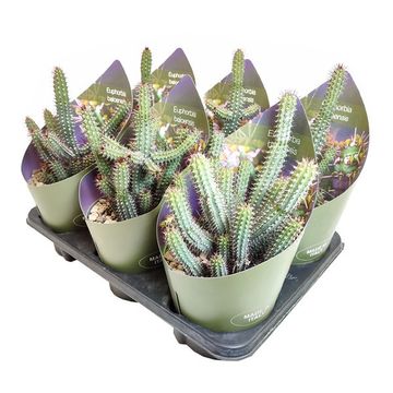 Euphorbia baioensis