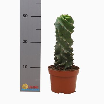 Cereus jamacaru 'Spiralis'