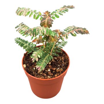 Phyllanthus urinaria 'Variegata'