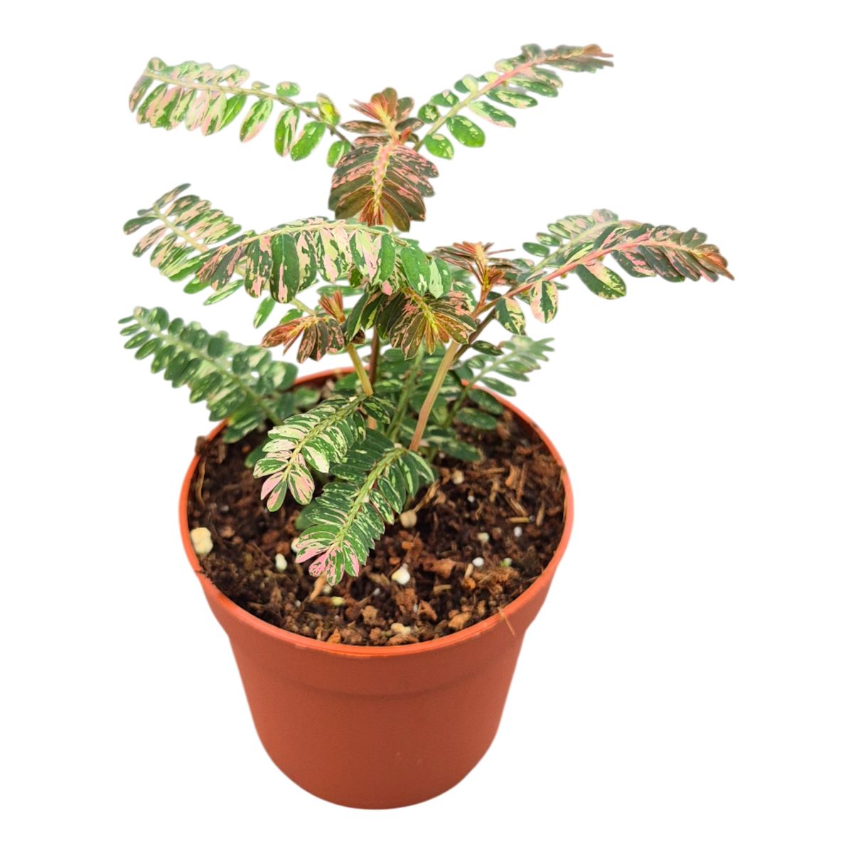 Phyllanthus urinaria 'Variegata' — Растения Оптовая FlorAccess