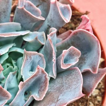 Echeveria 'Trumpet Pinky'