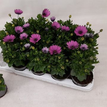 Osteospermum MARGARITA DARK PINK