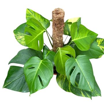 Monstera deliciosa 'Variegata Aurea'